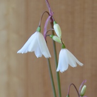 Acis autumnale  Photo: J. Amand